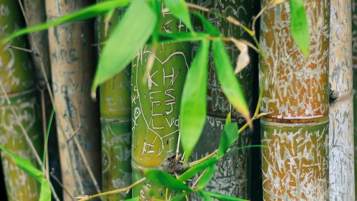 Creadores españoles: cómo Kuaishou y su servicio de feedback en Kenia están revolucionando el contenido