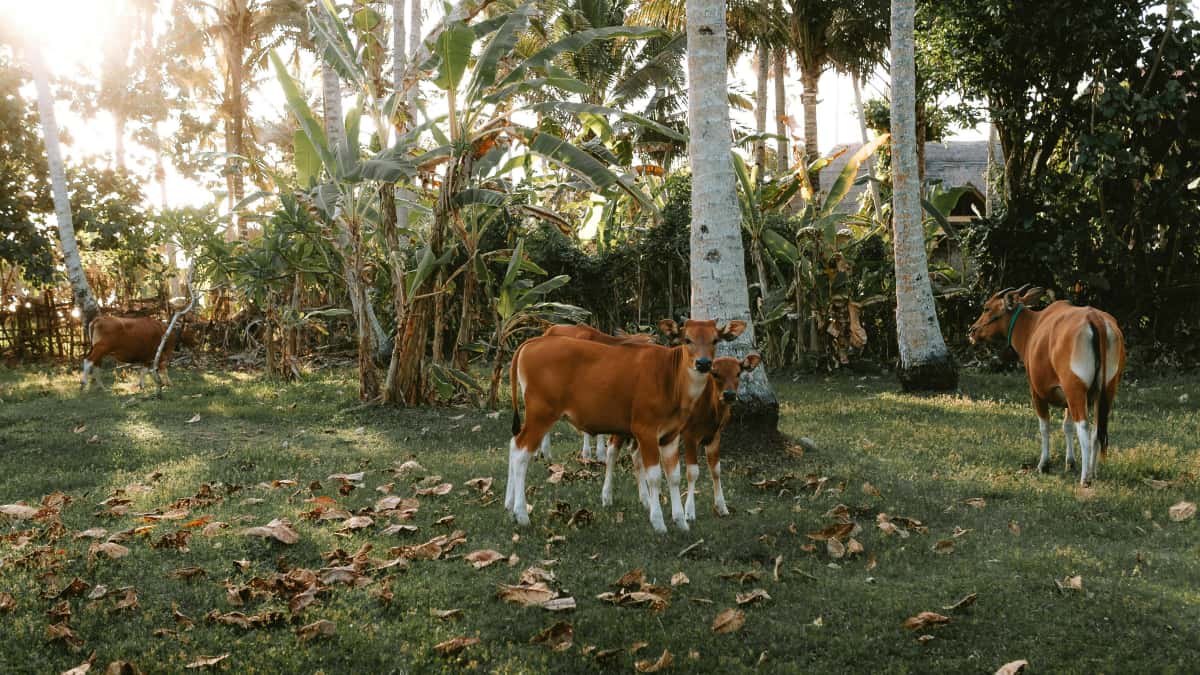 Anunciantes: cómo encontrar creadores Roposo en Panamá