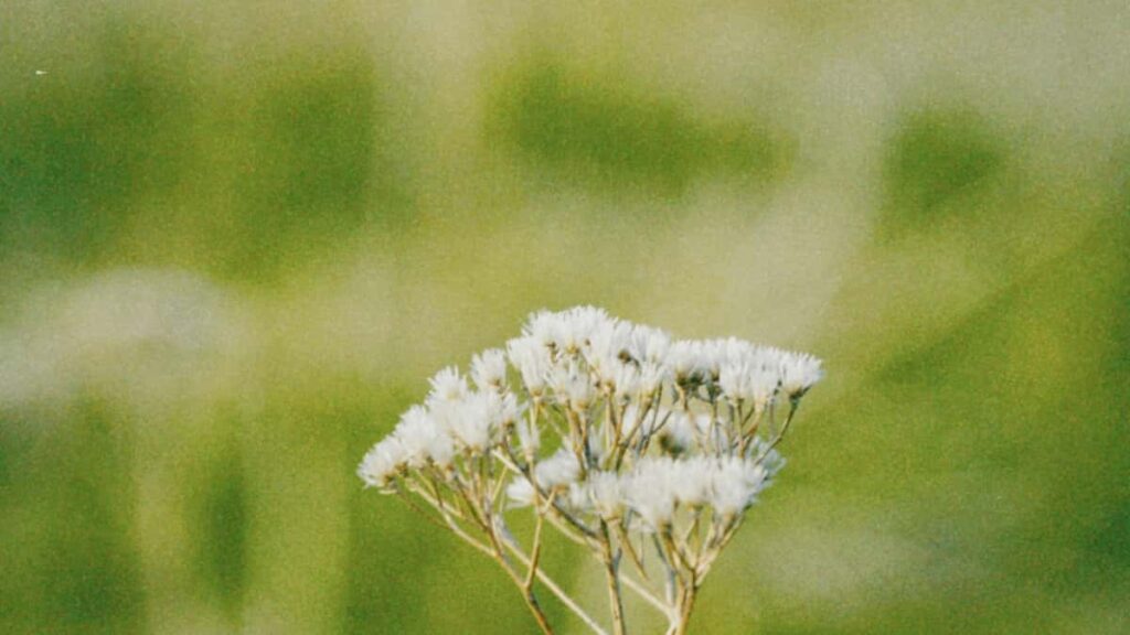 Guia practica para creadores en Espana: como localizar, contactar y negociar con marcas de la Republica Checa en Moj para crear guias de viaje rentables y autenticas.