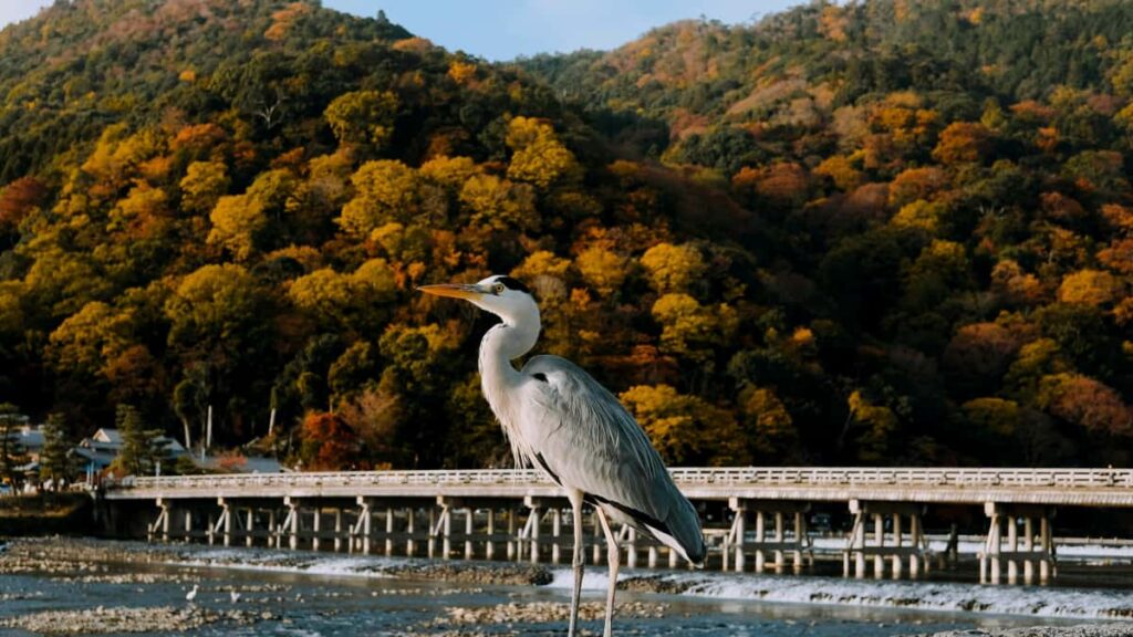 Guia practica para creadores en Espana que quieren contactar marcas nigerianas en TikTok y organizar demos en directo: tacticas, errores comunes y pasos probados.