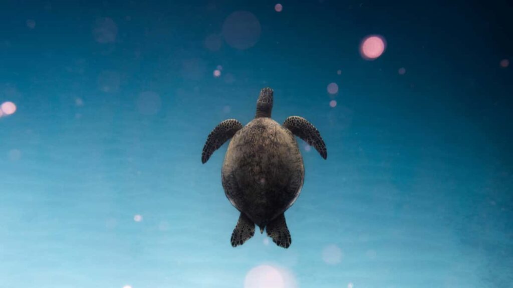 Guia practica para creadores en Espana: como encontrar, abordar y colaborar con marcas de Portugal en Discord para promocionar productos afiliados.