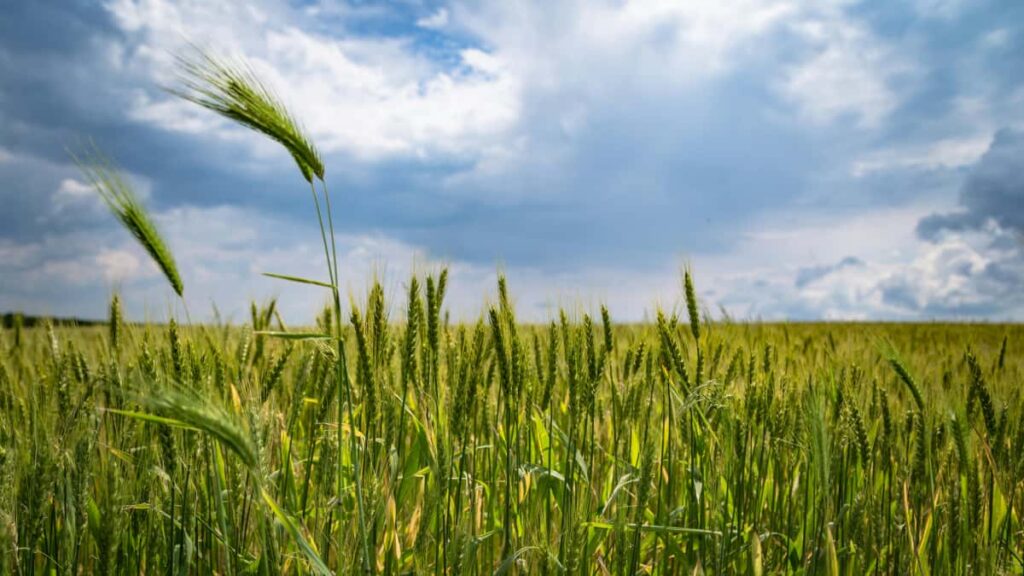 Guia practica para creadores en Espana: como acercarte a marcas danesas en Reddit, obtener menciones valiosas y reforzar tu media kit con tacticas reales y ejemplos.