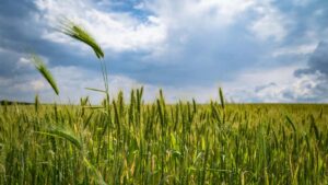 Guia practica para creadores en Espana: como acercarte a marcas danesas en Reddit, obtener menciones valiosas y reforzar tu media kit con tacticas reales y ejemplos.