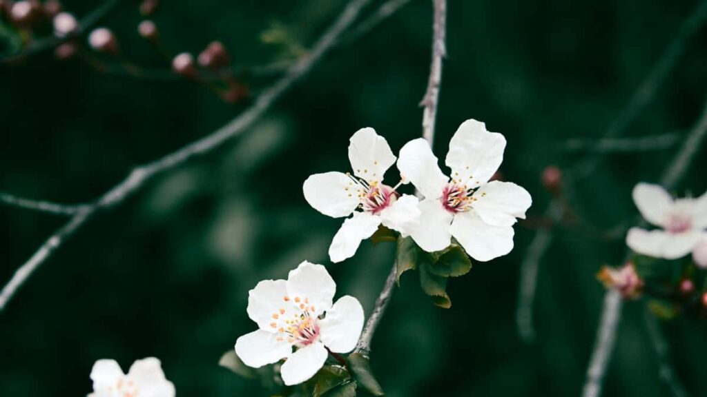 Estrategias practicas y locales para que creadores en Espana alcancen marcas uruguayas en LinkedIn y consigan colaboraciones para artistas emergentes.