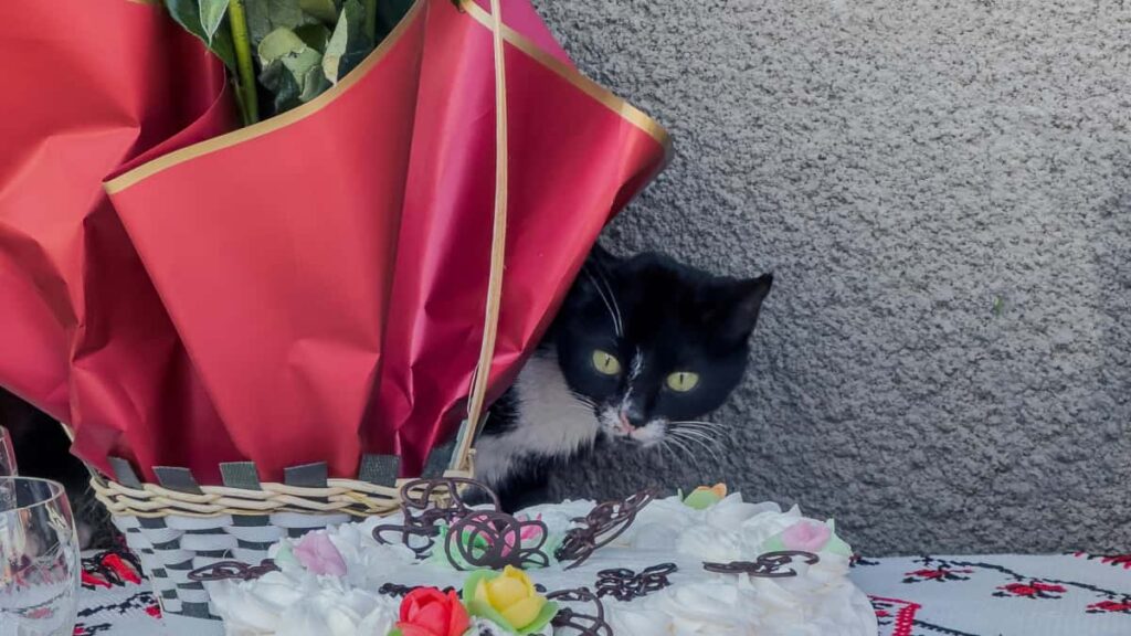 Estrategia practica para anunciantes en Espana: localizar creadores de Republica Dominicana en Reddit, evaluar oportunidades y maximizar exposicion de producto con tacticas reales y herramientas.